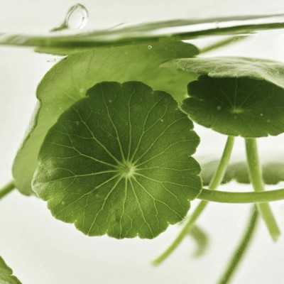 Veido serumas Beauty Of Joseon Light On Serum : Centella + Vita C