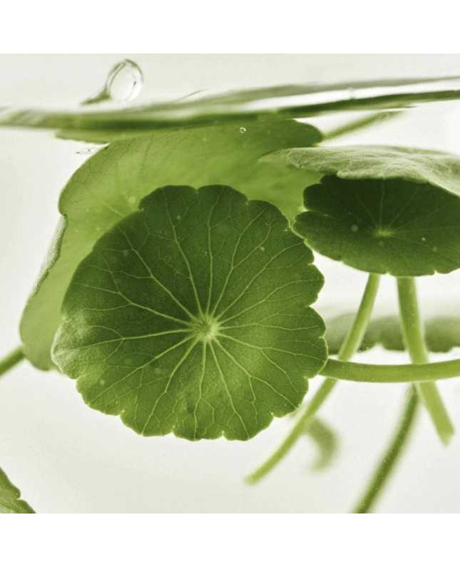 Veido serumas Beauty Of Joseon Light On Serum : Centella + Vita C